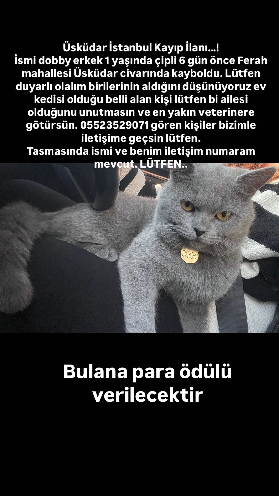 KEDİM KAYIP